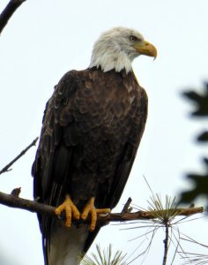 Bald Eagle