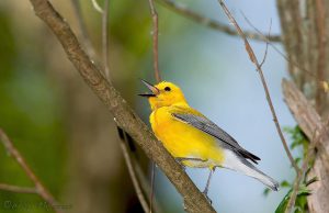 Prothonotary Warbler