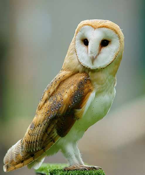 Barn Owl NC