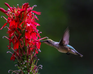 Photo of a ruby throated hummingbird feeding on a red flower stalk