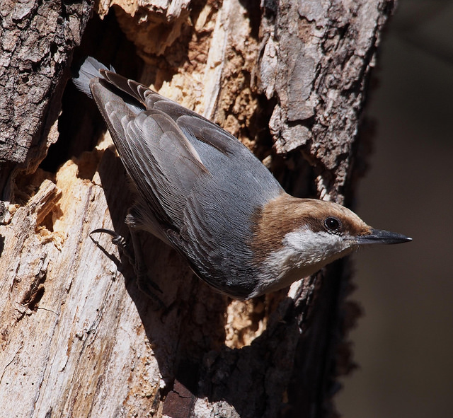 Brown-headed Nuthatch