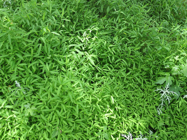 Japanese Stiltgrass