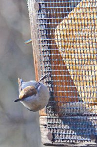 Brown-headed Nuthatch Houses