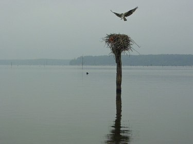 Jordan Lake Osprey