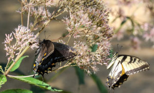 Black and Yellow Tiger Swallowtails on Joe-Pye BD