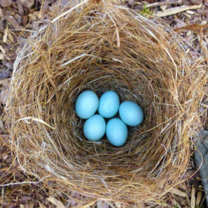 Bluebird eggs Caroline Gilmore