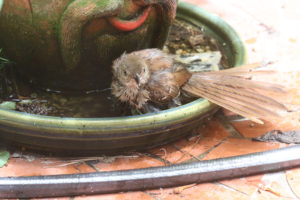 Brown Thrasher taking bath bd