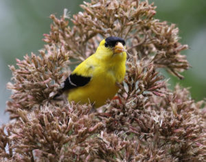 goldfinch eating Joe Pye seeds BD