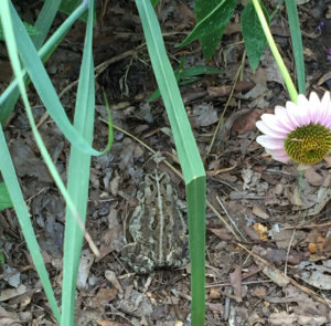 toad in leaf litter 3 JG