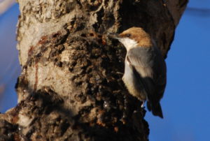 Brown-headed Nuthatch sapsucker