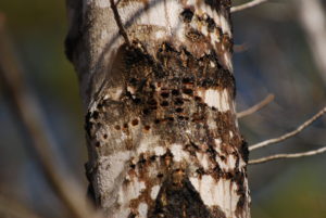 Sapsucker holes in a sugar maple