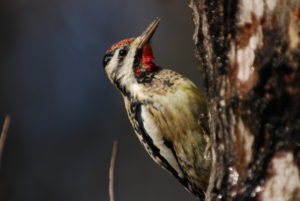 Yellow-bellied Sapsucker