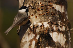 Carolina Chickadee sapsucker