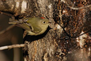 Ruby-crowned Kinglet sapsucker