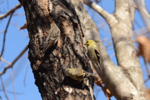 Siskin and Goldfinch sapsuckers