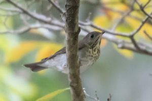 Gray-cheeked Thrush