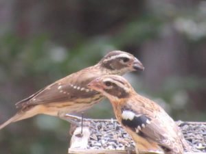 Rose-breasted-Grosbeaks