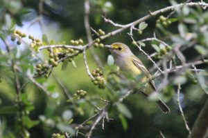 White-eyed Vireo