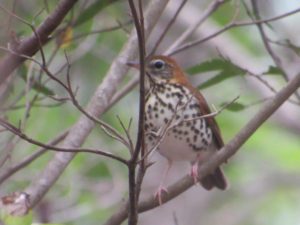 Wood Thrush