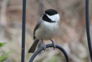 Carolina Chickadee