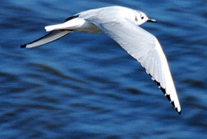 Bonaparte's Gull