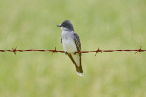 Eastern Kingbird