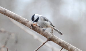 Carolina Chickadee working over a branch