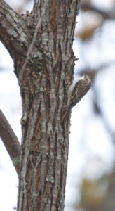 Brown Creeper