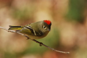 Ruby-crowned Kinglet