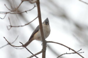 Tufted Titmouse