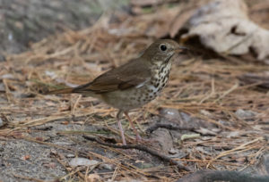 Hermit Thrush