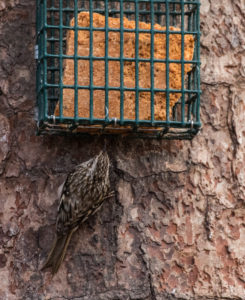 Brown Creeper