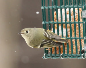 Ruby-crowned Kinglet