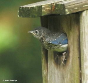 Juvenile Bluebird, 02