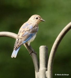 Juvenile Bluebird, 03