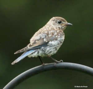 Juvenile Bluebird, 04