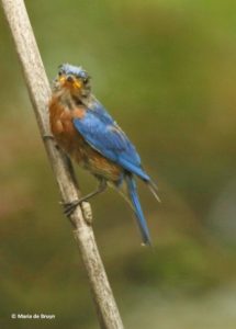 Male Bluebird, 06