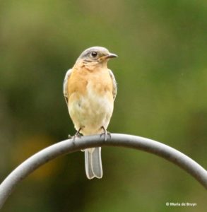 female bluebird--01