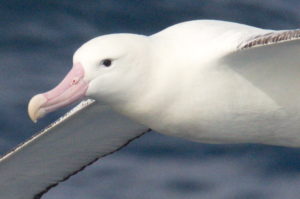 Wandering Albatross