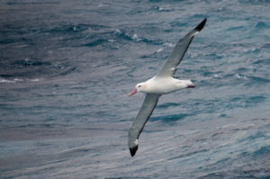 Wandering Albatross