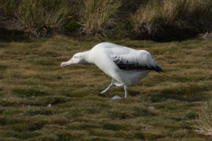 Wandering Albatross on land