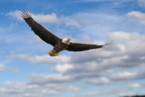 Bald Eagle