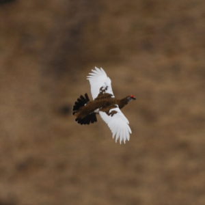 Rock Ptarmigan