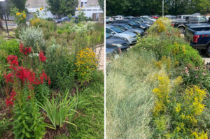 Left: Piedmont Prairie Garden at Rotary Plaza, Durham by Ben Bergmann. Right: Pocket Prairie Project by Bloomquist Garden of Native Plants by Maegan Luckett.