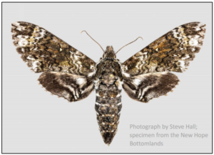 photograph of Pawpaw Sphinx moth specimen collected from New Hope Bottomlands