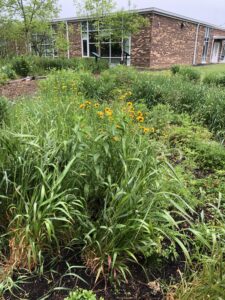 Wildflowers and grasses growing on a hillside in front of a school building