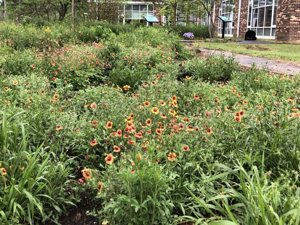 A field of wildflowers in front of a school building