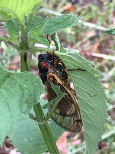 cicada clinging to the stem of a wildflower