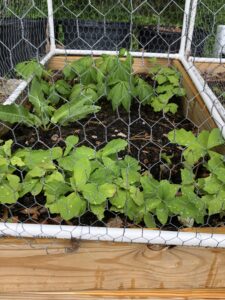 Tree seedlings planted in soil in air pruning box