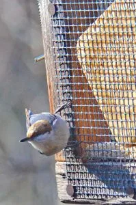 Brown-headed Nuthatch Houses